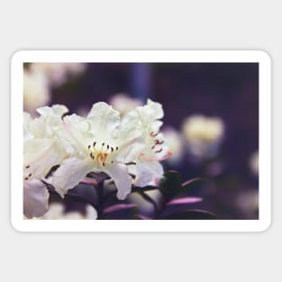 Rhododendron Daze Sticker